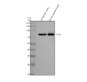 Western blot analysis of 1) rat and 2) mouse skeletal muscle tissue lysates using Phospho-LIPE (pSer853) antibody. A specific band is detected at approximately 83 kDa, consistent with the reported molecular weight of endogenous hormone-sensitive lipase in rodent tissues.