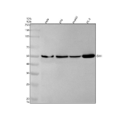 Western blot testing of human HeLa, RT-4, HepG2 and PC-3 lysate with Sonic Hedgehog antibody. Predicted molecular weight ~48 kDa.