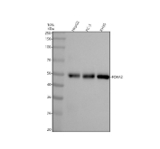 Western blot testing of human HepG2, PC-3 and rat RH35 cell lysate with FOXA2 antibody. Predicted molecular weight ~50 kDa.