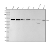 Western blot analysis of SUOX expression in human HepG2, 293T, K562, Caco-2, rat RH35, mouse liver tissue and HEPA1-6 cell lysates using SUOX antibody. A predominant band is detected at approximately 65 kDa, consistent with Sulfite oxidase. A weaker lower molecular weight band is observed in some samples, which may reflect a processed or partially degraded form of SUOX.