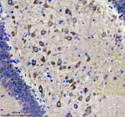 Immunohistochemical staining of FFPE pig brain tissue with Glutamate Receptor 2 antibody, HRP-secondary and DAB substrate. HIER: boil tissue sections in pH8 EDTA for 20 min and allow to cool before testing.