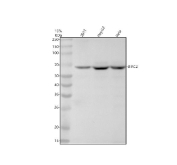 Western blot analysis of human 293T, HepG2 and HeLa cell lysate using BIRC3 antibody. Predicted molecular weight ~70 kDa.