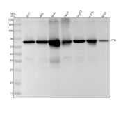 Western blot analysis of FTO expression using anti-FTO antibody. Cell lysates include human HEK293T, HeLa, SH-SY5Y, Daudi, HepG2, and T-47D cells, as well as rat RH35 cells. A specific band is detected at approximately 58 kDa, consistent with the predicted molecular weight of FTO.
