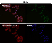 Immunofluorescent staining of FFPE human HeLa cells with TFO antibody (green), Phalloidin (red) and DAPI nuclear stain (blue). HIER: steam section in pH6 citrate buffer for 20 min.