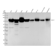 Western blot analysis of DDX17 expression using anti-DDX17 antibody. Cell lysates include human 293T, THP-1, SH-SY5Y, HeLa, rat brain and PC-12, and mouse brain and RAW264.7 cells. A strong band is detected at approximately 70-72 kDa, consistent with the predicted molecular weight of DDX17. A weaker band near 75 kDa may represent a modified form of the protein, while a faint lower band observed in some human samples likely reflects partial proteolysis.