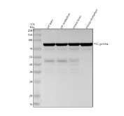Western blot testing of rat and mouse brain and cerebellum tissue lysate with PRKCG antibody. Predicted molecular weight ~78 kDa.