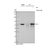 Immunoprecipitation of SRP54 protein from 500ug of human Jurkat whole cell lysate with 2ug of SRP54 antibody.