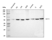 Western blot analysis using SRP54 antibody. Lane 1: human placenta tissue lysates; Lane 2: human HeLa whole cell lysates; Lane 3: human Jurkat whole cell lysates; Lane 4: human HEK293 whole cell lysates; Lane 5: rat stomach tissue lysates; Lane 6: mouse C6 whole cell lysates; Lane 7: mouse NIH/3T3 whole cell lysates. The predicted molecular weight of Signal recognition particle 54 kDa protein is ~56 kDa, and a band is observed at the expected size.