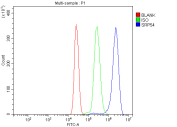 Flow cytometry analysis of fixed and permeabilized human U937 cells with SRP54 antibody at 1ug/million cells (blocked with goat sera); Red=cells alone, Green=isotype control, Blue= SRP54 antibody.
