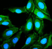 Immunofluorescence staining using PRND antibody in cultured U2OS cells. Enzyme-mediated antigen retrieval was performed prior to antibody incubation. Cells were blocked with 10% goat serum and incubated with PRND antibody overnight at 4C. Fluorescent signal was detected using a DyLight 488-conjugated secondary antibody, and nuclei were counterstained with DAPI. Staining shows cytoplasmic immunoreactivity in U2OS cells.