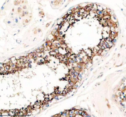 Immunohistochemical staining using PRND antibody on paraffin-embedded human testis tissue sections. Heat-induced epitope retrieval was performed using EDTA buffer (pH 8.0) prior to antibody incubation. Sections were blocked with 10% goat serum and incubated with PRND antibody overnight at 4C. Detection was carried out using an HRP-based secondary antibody with DAB as the chromogen. Staining demonstrates membranous and cytoplasmic immunoreactivity within seminiferous tubules. Nuclei were counterstained with hematoxylin.