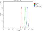 Flow cytometry analysis of fixed human U-2 OS cells with PRND antibody at 1ug/million cells (blocked with goat sera); Red=cells alone, Green=isotype control, Blue= PRND antibody.