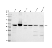 Western blot analysis of Egl nine homolog 1 using EGLN1 antibody. Lane 1: human THP-1 whole cell lysates; Lane 2: human A549 whole cell lysates; Lane 3: human SH-SY5Y whole cell lysates; Lane 4: human U251 whole cell lysates; Lane 5: rat heart tissue lysates; Lane 6: mouse heart tissue lysates. A distinct band is detected at approximately 46 kDa across human and rodent samples, consistent with the predicted molecular weight of Egl nine homolog 1. The observed banding pattern supports detection of EGLN1 in both cell line and tissue-derived lysates.