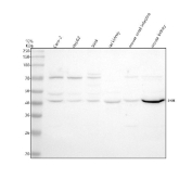 Western blot analysis of Indian hedgehog protein using IHH antibody. Lane 1: human Caco-2 whole cell lysates; Lane 2: human HepG2 whole cell lysates; Lane 3: human SiHa whole cell lysates; Lane 4: rat kidney tissue lysates; Lane 5: mouse small intestine tissue lysates; Lane 6: mouse kidney tissue lysates. A primary band is detected at approximately 45 kDa, consistent with the predicted molecular weight of full-length Indian hedgehog protein. Additional weaker bands observed between 45-50 kDa and at approximately 70 kDa may represent alternative processing states, post-translationally modified forms, or higher-order species commonly reported for hedgehog family proteins. The overall banding pattern is consistent with detection of IHH in human and rodent samples.