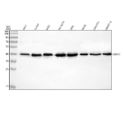 Western blot analysis of UBXN1 expression using UBXN1 antibody. UBXN1 expression was examined by western blotting in whole cell lysates from human A431, Jurkat, K562, and SH-SY5Y cells, rat NRK and RH-35 cells, and mouse NIH/3T3 and HEPA1-6 cells. Proteins were separated by SDS-PAGE under reducing conditions and transferred to a nitrocellulose membrane prior to immunodetection. A prominent UBXN1-immunoreactive band was observed at approximately 40 kDa across all tested samples, migrating higher than the predicted molecular weight of approximately 33 kDa. This apparent molecular weight shift is consistent with reported electrophoretic behavior of UBXN1, potentially reflecting post-translational modification or altered migration properties in SDS-PAGE systems.