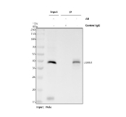 Immunoprecipitation of UBXN1 protein from 500ug of human HeLa whole cell lysate with 2ug of UBXN1 antibody.