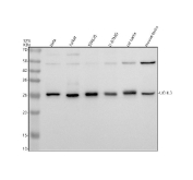Western blot analysis of UCHL3 using UCHL3 antibody. Protein lysates from human HeLa cells (Lane 1), human Jurkat cells (Lane 2), human SW620 cells (Lane 3), human U-87MG cells (Lane 4), rat testis tissue (Lane 5), and mouse testis tissue (Lane 6) were resolved by SDS-PAGE under reducing conditions and transferred to a nitrocellulose membrane. UCHL3 was detected as a major band at approximately 26 kDa, consistent with the predicted molecular weight of Ubiquitin C-terminal hydrolase L3. A faint higher molecular weight band near 48 kDa may reflect ubiquitin-modified or ubiquitin-associated forms of UCHL3. Detection was performed using an HRP-based secondary antibody and chemiluminescent substrate.