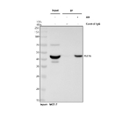 Immunoprecipitation and western blot analysis of PEX16 using PEX16 antibody. PEX16 was immunoprecipitated from human MCF-7 whole cell lysates and analyzed by SDS-PAGE followed by immunoblotting. Lane 1 shows human MCF-7 whole cell lysate input, Lane 2 shows immunoprecipitation performed using rabbit control IgG, and Lane 3 shows immunoprecipitation performed using PEX16 antibody. PEX16 was detected as a band migrating at approximately 42 kDa, slightly above the predicted molecular weight of approximately 39 kDa for Peroxisomal biogenesis factor 16. Detection was performed using an HRP-based secondary antibody and chemiluminescent substrate.