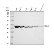 Western blot analysis of PEX16 using PEX16 antibody. Protein lysates from human A549 cells (Lane 1), human MCF-7 cells (Lane 2), human HeLa cells (Lane 3), human HepG2 cells (Lane 4), rat RH35 cells (Lane 5) and mouse liver tissue (Lane 6) were resolved by SDS-PAGE under reducing conditions and transferred to a nitrocellulose membrane. PEX16 was detected as a band migrating at approximately 42 kDa, slightly above the predicted molecular weight of approximately 39 kDa for Peroxisomal biogenesis factor 16, consistent with modest anomalous migration commonly observed for peroxisomal membrane-associated proteins. Detection was performed using an HRP-based secondary antibody and chemiluminescent substrate.