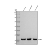 Western blot analysis of PGAM2 using PGAM2 antibody. PGAM2 expression was examined in rat heart tissue lysates and mouse heart and testis tissue lysates. Lane 1 shows rat heart tissue lysate, Lane 2 shows mouse heart tissue lysate, and Lane 3 shows mouse testis tissue lysate. PGAM2 was detected as a single band migrating at approximately 29 kDa, consistent with the predicted molecular weight of approximately 29 kDa for Phosphoglycerate mutase 2. Detection was performed using an HRP-based secondary antibody and chemiluminescent substrate.
