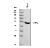 Western blot analysis of c-Myc in human HeLa cells. Whole cell lysates from human HeLa cells were separated by SDS-PAGE under reducing conditions and probed with anti-c-Myc antibody. A single prominent band is observed at approximately 49 kDa, consistent with the predicted molecular weight of c-Myc based on its amino acid sequence. This band corresponds to endogenous c-Myc protein expression in HeLa cells.