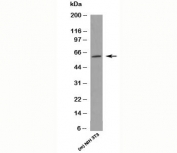 KLF4 antibody western blot of mouse samples