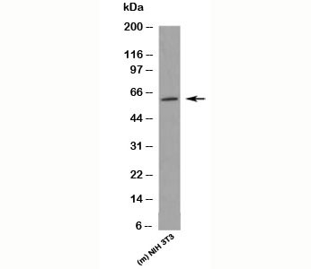 Western blot testing of mouse samples with KLF4 antibody at 1 ug/ml.