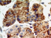 IHC testing of FFPE human stomach tissue with TLR9 antibody at 5ug/ml. HIER: steam tissue sections in pH6, 10mM citrate buffer, for 10-20 min followed by cooling at RT for 20 min.