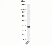 SPIB antibody western blot of human samples