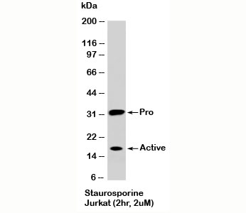 Western blot testing of staurosporine-treated Jurkat cells (2 hr, 2 uM) with Caspase-3 antibody at 2ug/ml. The pro form is seen at ~32kD and active caspase-3 seen at ~17 kDa and ~12 kDa.~