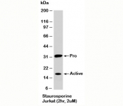 Western blot testing of staurosporine-treated Jurkat cells (2 hr, 2 uM) with Caspase-3 antibody at 2ug/ml. The pro form is seen at ~32kD and active caspase-3 seen at ~17 kDa and ~12 kDa.
