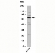 TNFAIP2 antibody western blot with human samples