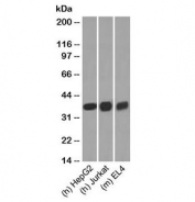 Western blot testing of human/mouse samples with GAPDH antibody at 0.5ug/ml.
