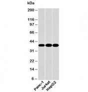 Western blot testing of human samples with GAPDH antibody at 0.5ug/ml.