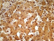IHC testing of FFPE human liver tissue with GAPDH antibody at 3ug/ml.