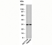 Western blot testing of human samples using HOXA9 antibody at 2ug/ml. Expected/observed molecular weight: ~30kDa.