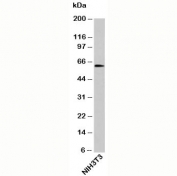 OTUD5 antibody western blot of mouse samples