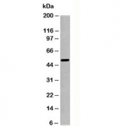 Western blot testing of human pancreas lysate with SGK1 antibody at 1ug/ml.