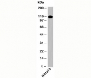 Importin-9 antibody western blot of mouse samples