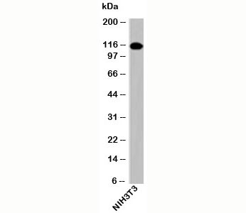 Western blot testing of mouse samples with Importin-9 antibody at 0.25ug/ml.