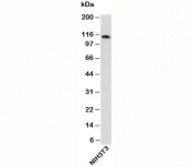 Importin-9 antibody western blot of mouse samples