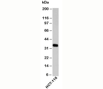 Western blot testing of human samples with EpCAM antibody at 2ug/ml. Expected molecular weight: ~35 kDa (unmodified), 40-43 kDa (glycosylated).