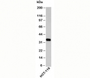 EpCAM antibody western blot of human samples. Expected molecular weight: ~35 kDa (unmodified), 40-43 kDa (glycosylated).