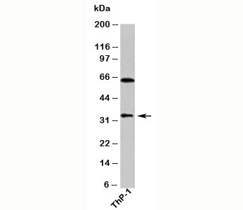 Western blot testing of human samples with DUSP13 antibody at 1ug/ml.
