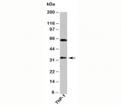DUSP13 antibody western blot of human samples