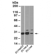HMGB1 antibody western blot of human samples. Predicted molecular weight ~25 kDa.