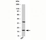 Western blot testing of human samples with FABP7 antibody at 2 ug/ml.  U87 is a human glioma tumor cell line.