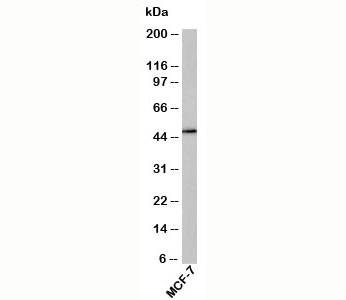 Western blot testing of human samples with RUNX2 antibody at 1ug/ml. Predicted molecular weight: 50-60 kDa.