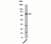 TAB3 antibody western blot with human samples