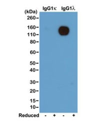 Western blot of nonreduced(-) and reduced(+) mouse IgG1 kappa; and IgG1 lambda; (20ng/lane), using 0.2ug/ml of recombinant Mouse Lambda Light Chain antibody (clone RM110). This mAb reacts to nonreduced IgG1 lambda;.